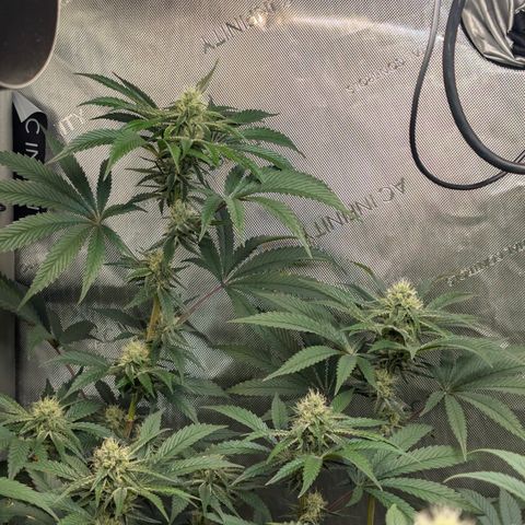 Cherry Kush × OZK × Zkittles growlog timeline photo