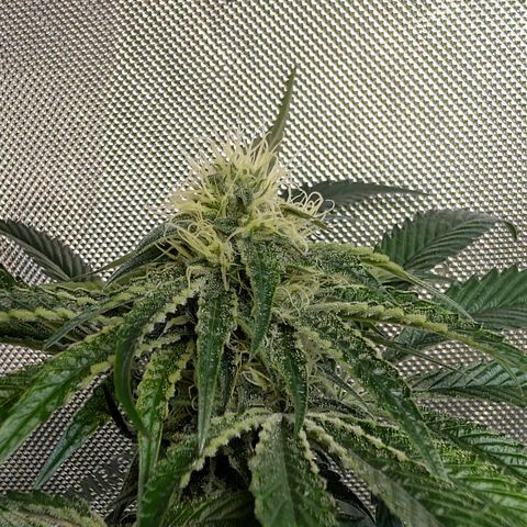 Cherry Kush × OZK × Zkittles growlog timeline photo