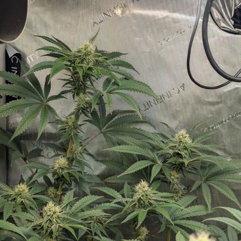 Cherry Kush × OZK × Zkittles growlog timeline photo