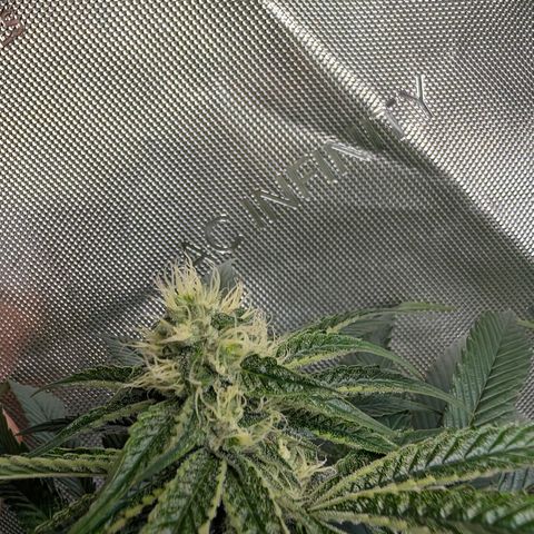 Cherry Kush × OZK × Zkittles growlog timeline photo