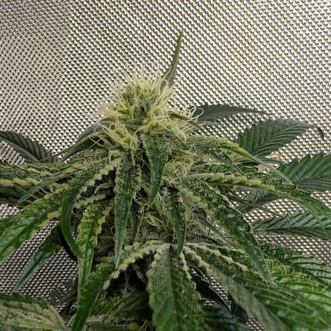 Cherry Kush × OZK × Zkittles growlog timeline photo