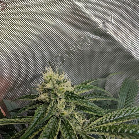 Cherry Kush × OZK × Zkittles growlog timeline photo
