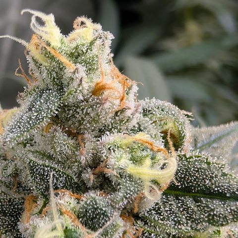 Stinking Rose growlog timeline photo
