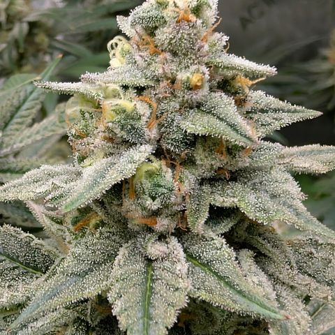 Stinking Rose growlog timeline photo
