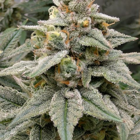 Stinking Rose growlog timeline photo