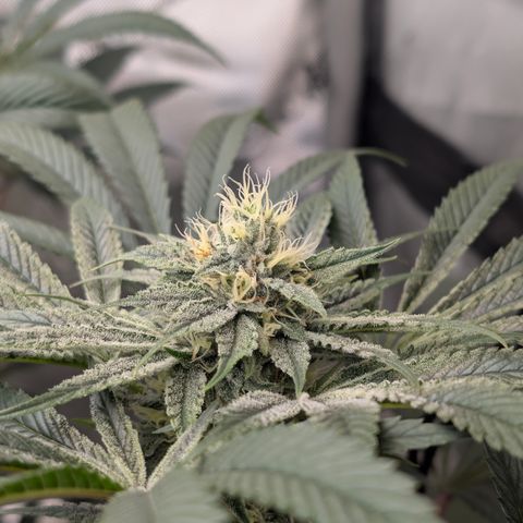 Cherry Kush × OZK × Zkittles growlog timeline photo