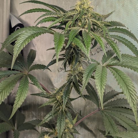 Cherry Kush × OZK × Zkittles growlog timeline photo