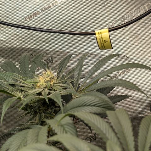 Cherry Kush × OZK × Zkittles growlog timeline photo