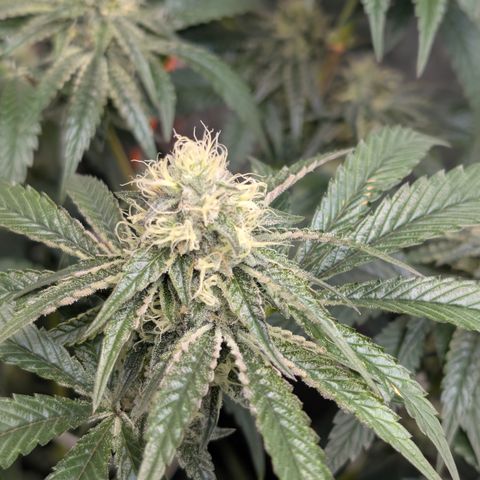 Cherry Kush × OZK × Zkittles growlog timeline photo