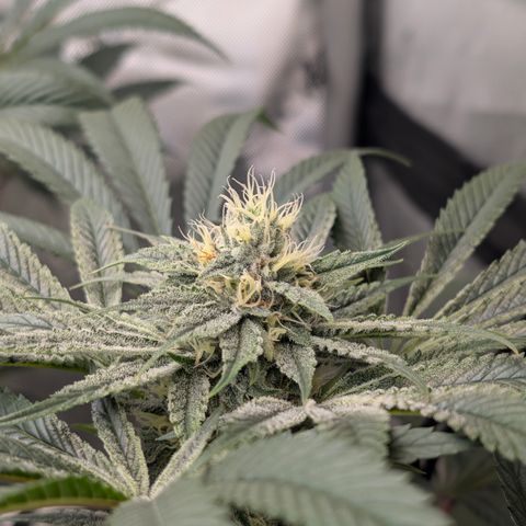 Cherry Kush × OZK × Zkittles growlog timeline photo
