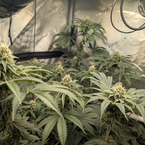 Cherry Kush × OZK × Zkittles growlog timeline photo