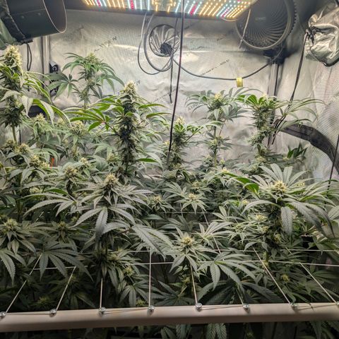 Cherry Kush × OZK × Zkittles growlog timeline photo