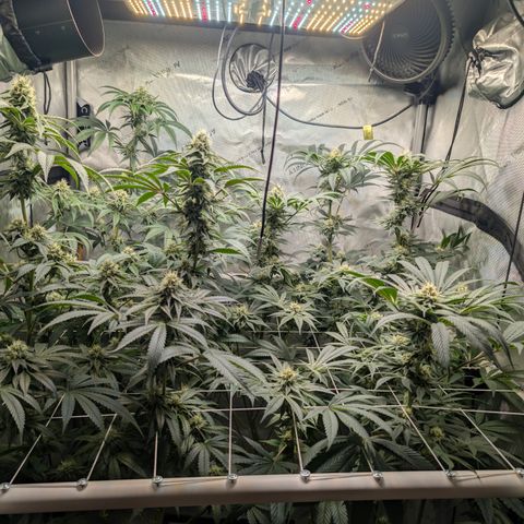 Cherry Kush × OZK × Zkittles growlog timeline photo