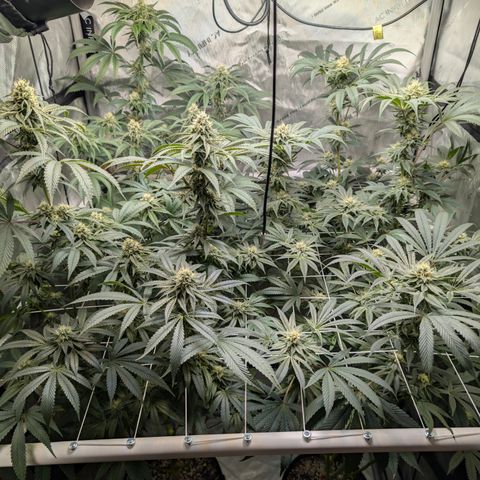 Cherry Kush × OZK × Zkittles growlog timeline photo