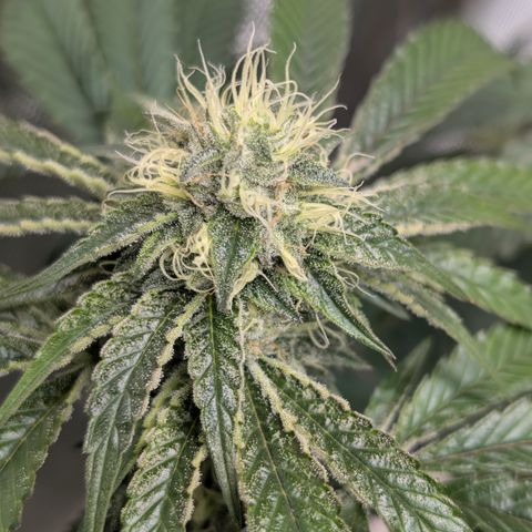 Cherry Kush × OZK × Zkittles growlog timeline photo