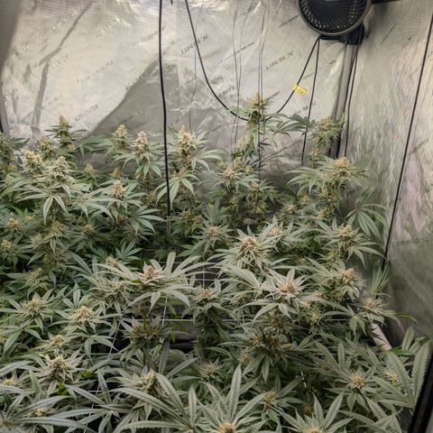 Stinking Rose growlog timeline photo