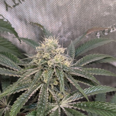 Cherry Kush × OZK × Zkittles growlog timeline photo