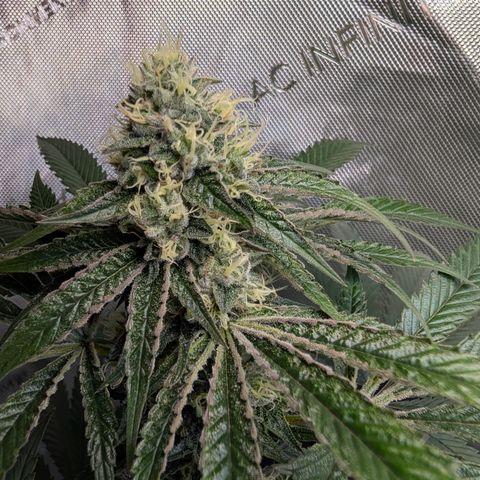 Cherry Kush × OZK × Zkittles growlog timeline photo