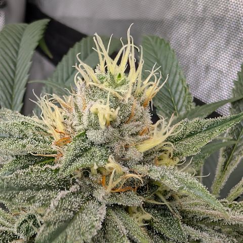 Cherry Kush × OZK × Zkittles growlog timeline photo