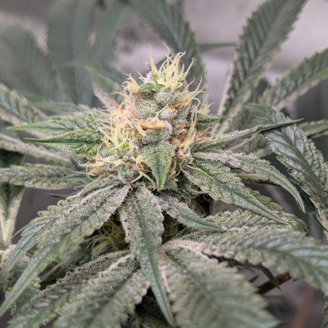 Cherry Kush × OZK × Zkittles growlog timeline photo