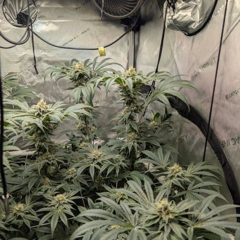 Cherry Kush × OZK × Zkittles growlog timeline photo