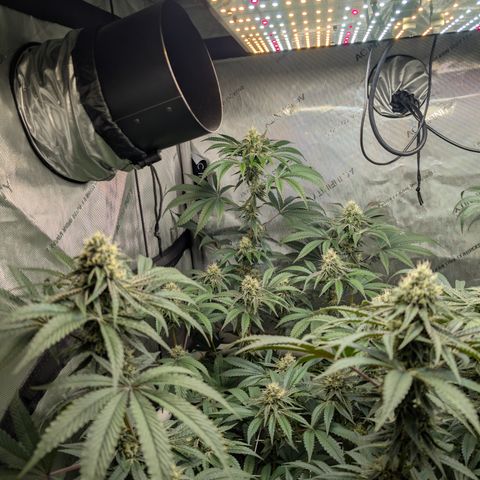 Cherry Kush × OZK × Zkittles growlog timeline photo