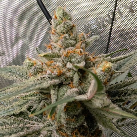 Stinking Rose growlog timeline photo