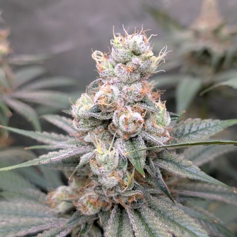 Stinking Rose growlog timeline photo