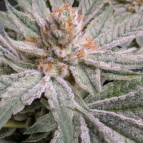 Stinking Rose growlog timeline photo