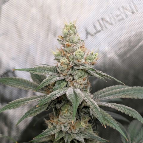 Stinking Rose growlog timeline photo