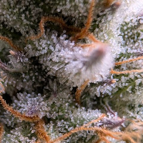 Stinking Rose growlog timeline photo