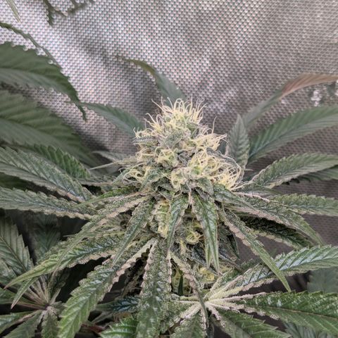 Cherry Kush × OZK × Zkittles growlog timeline photo