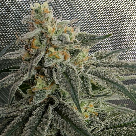 Stinking Rose growlog timeline photo