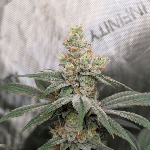 Stinking Rose growlog timeline photo