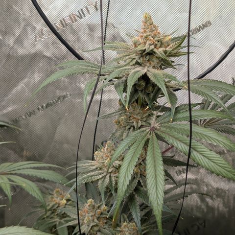 Stinking Rose growlog timeline photo