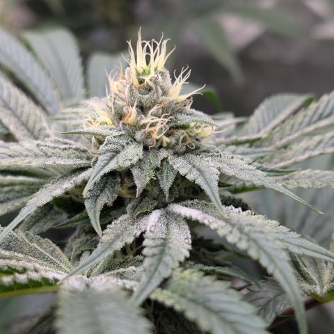 Cherry Kush × OZK × Zkittles growlog timeline photo
