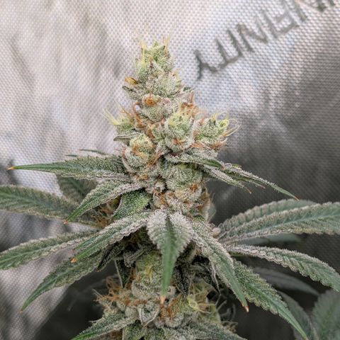 Stinking Rose growlog timeline photo