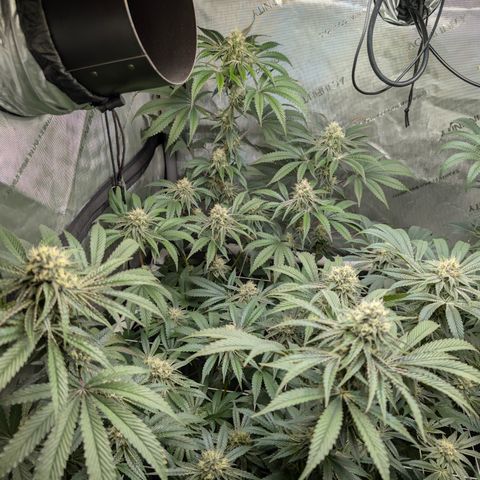 Cherry Kush × OZK × Zkittles growlog timeline photo