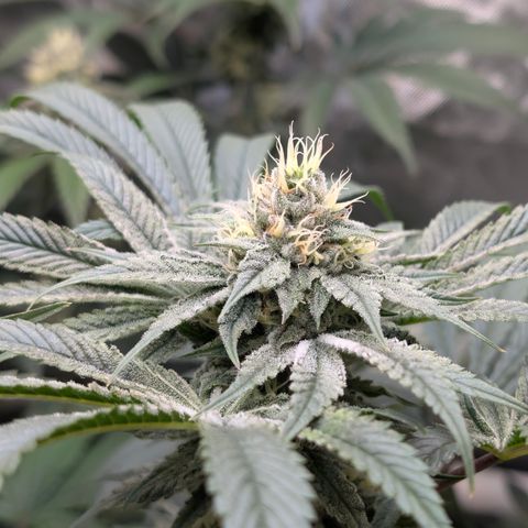 Cherry Kush × OZK × Zkittles growlog timeline photo