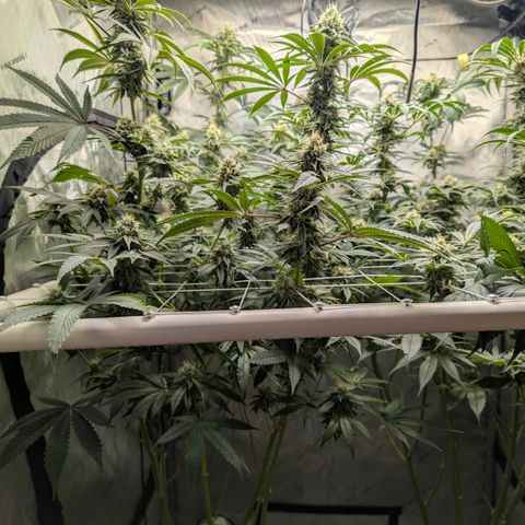 Cherry Kush × OZK × Zkittles growlog timeline photo