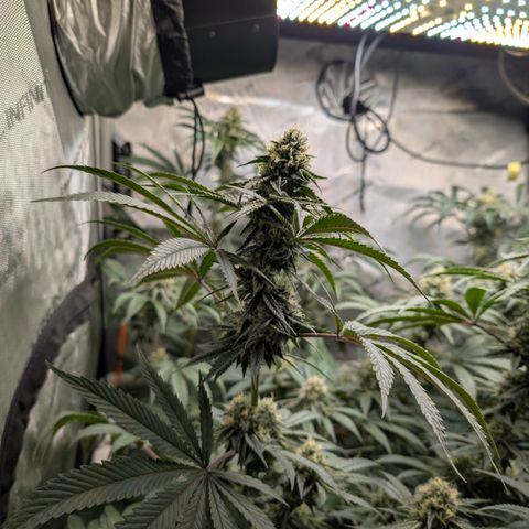 Cherry Kush × OZK × Zkittles growlog timeline photo