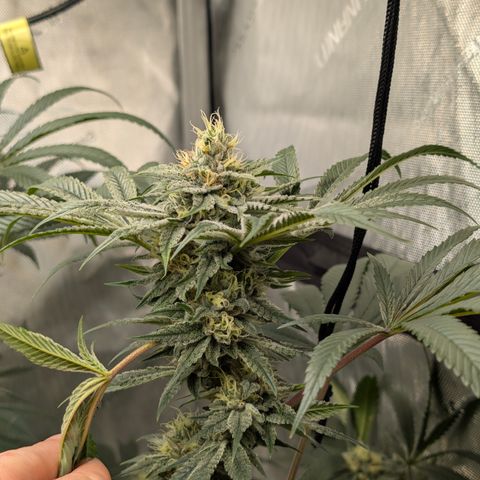 Cherry Kush × OZK × Zkittles growlog timeline photo