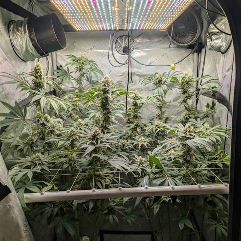 Cherry Kush × OZK × Zkittles growlog timeline photo
