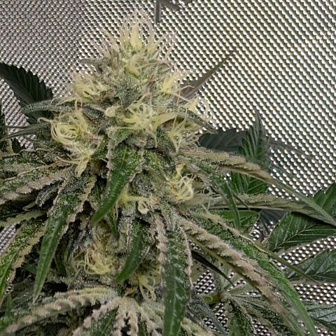 Cherry Kush × OZK × Zkittles growlog timeline photo