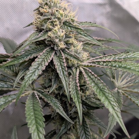 Cherry Kush × OZK × Zkittles growlog timeline photo
