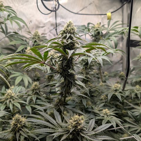 Cherry Kush × OZK × Zkittles growlog timeline photo