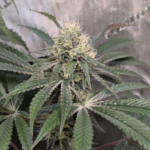 Cherry Kush × OZK × Zkittles growlog timeline photo