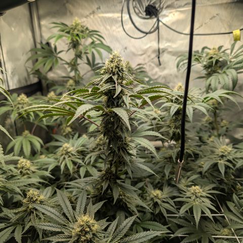 Cherry Kush × OZK × Zkittles growlog timeline photo