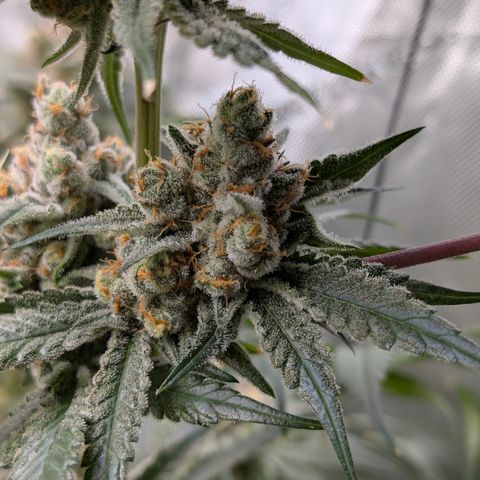 Stinking Rose growlog timeline photo