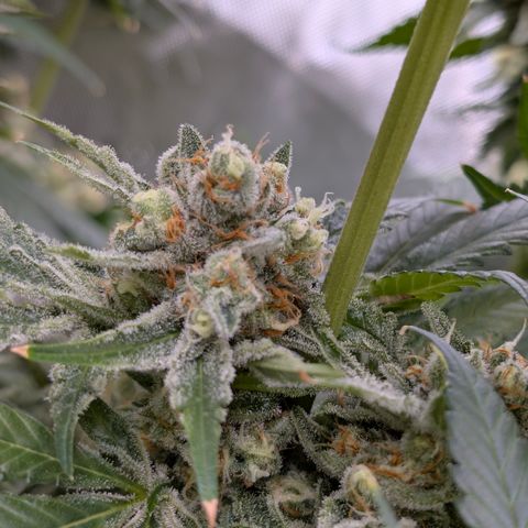 Stinking Rose growlog timeline photo